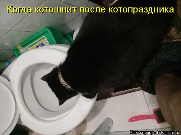Котоматрица: Когда котошнит после котопраздника Когда котошнит после котопраздника