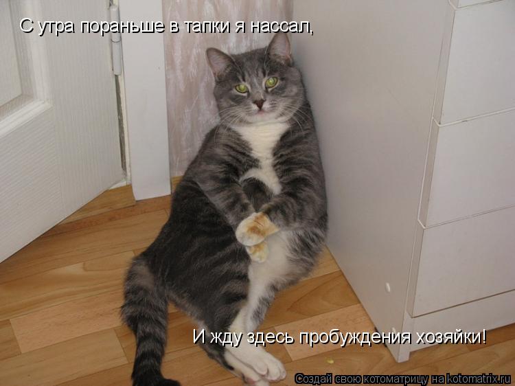 Котоматрица: С утра пораньше в тапки я нассал, И жду здесь пробуждения хозяйки!