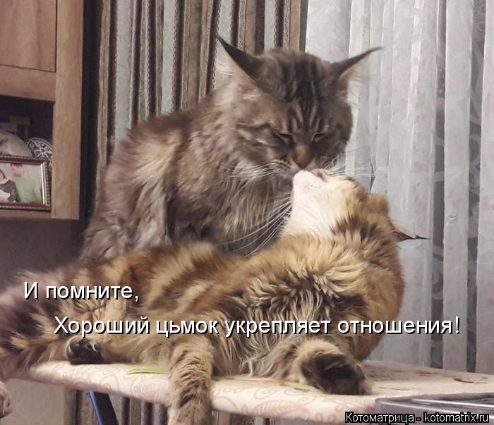 Хороший цьмок укрепляет отношения! И помните,... Котоматрица: Хороший цьмок укрепляет отношения! И помните,