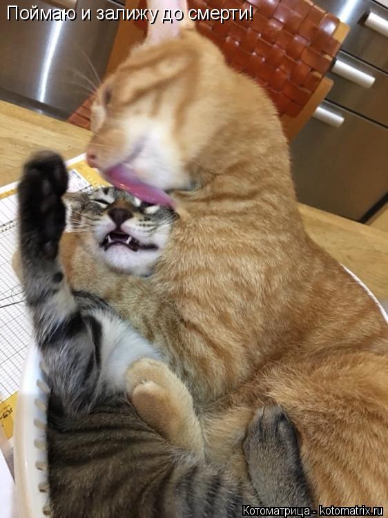 Котоматрица: Поймаю и залижу до смерти!