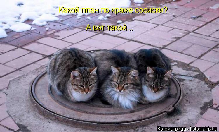 Котоматрица: Какой план по краже сосиски?. А вот такой...