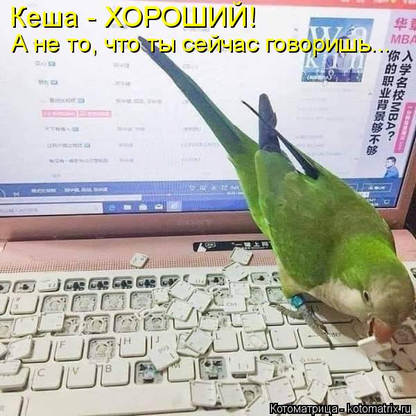 Котоматрица: Кеша - ХОРОШИЙ! А не то, что ты сейчас говоришь...