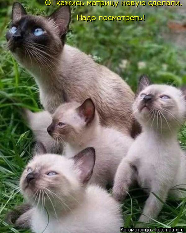 Надо посмотреть! О! кажись матрицу новую сделали.... Котоматрица: Надо посмотреть! О! кажись матрицу новую сделали.