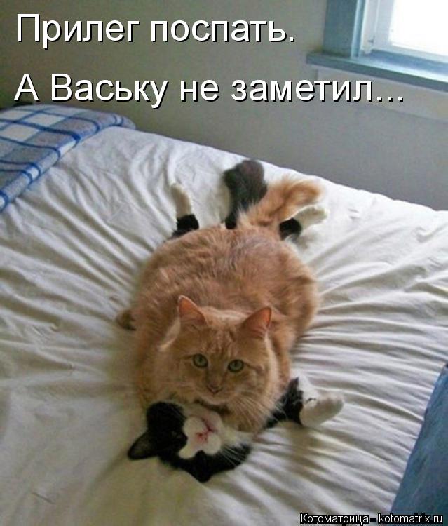 Котоматрица: Прилег поспать. А Ваську не заметил...