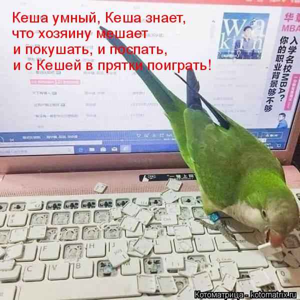 Кеша умный, Кеша знает, что хозяину мешает и покушать, и поспать, и с Кешей в прятки поиграть!... Котоматрица: Кеша умный, Кеша знает, что хозяину мешает и покушать, и поспать, и с Кешей в прятки поиграть!