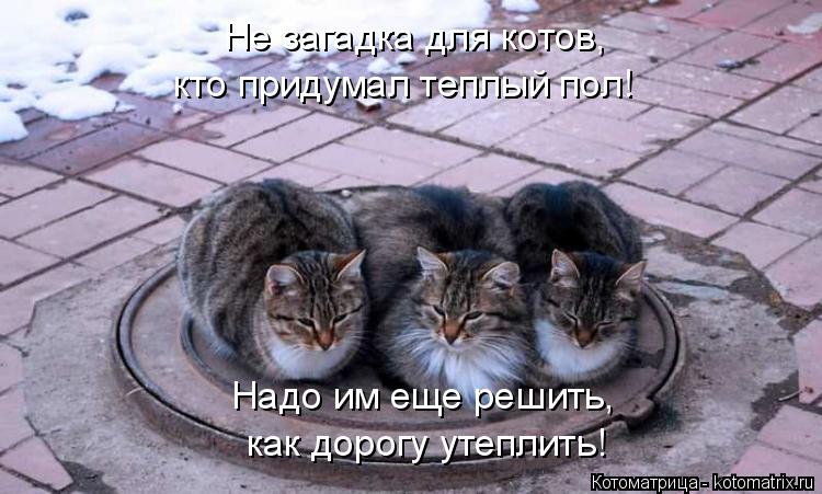 Котоматрица: Не загадка для котов, кто придумал теплый пол! Надо им еще решить, как дорогу утеплить!