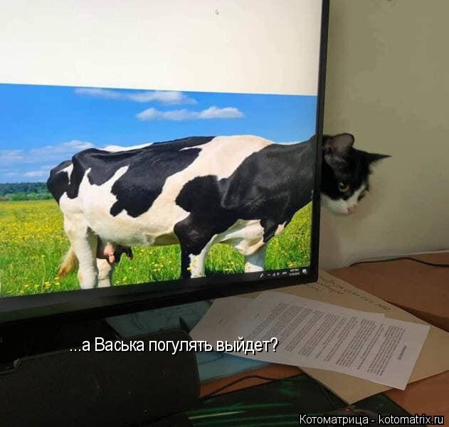 ...а Васька погулять выйдет?... Котоматрица: ...а Васька погулять выйдет?