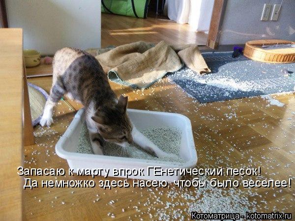 Запасаю к марту впрок ГЕнетический песок! Да немножко здесь насею, чтобы было веселее!... Котоматрица: Запасаю к марту впрок ГЕнетический песок! Да немножко здесь насею, чтобы было веселее!