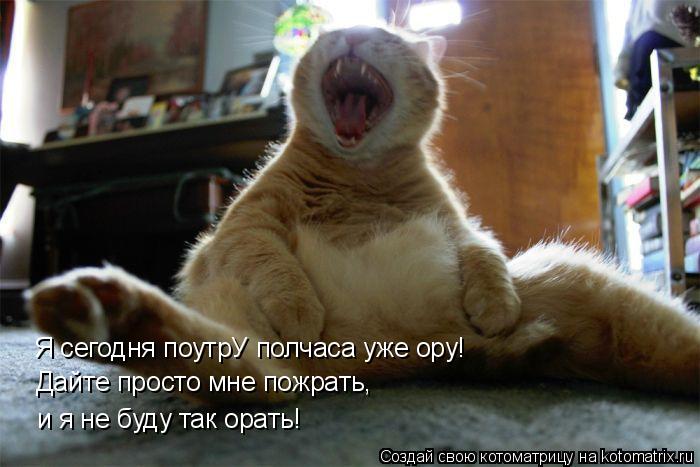 Я сегодня поутрУ полчаса уже ору! Дайте просто мне пожрать, и я не буду так орать!... Котоматрица: Я сегодня поутрУ полчаса уже ору! Дайте просто мне пожрать, и я не буду так орать!