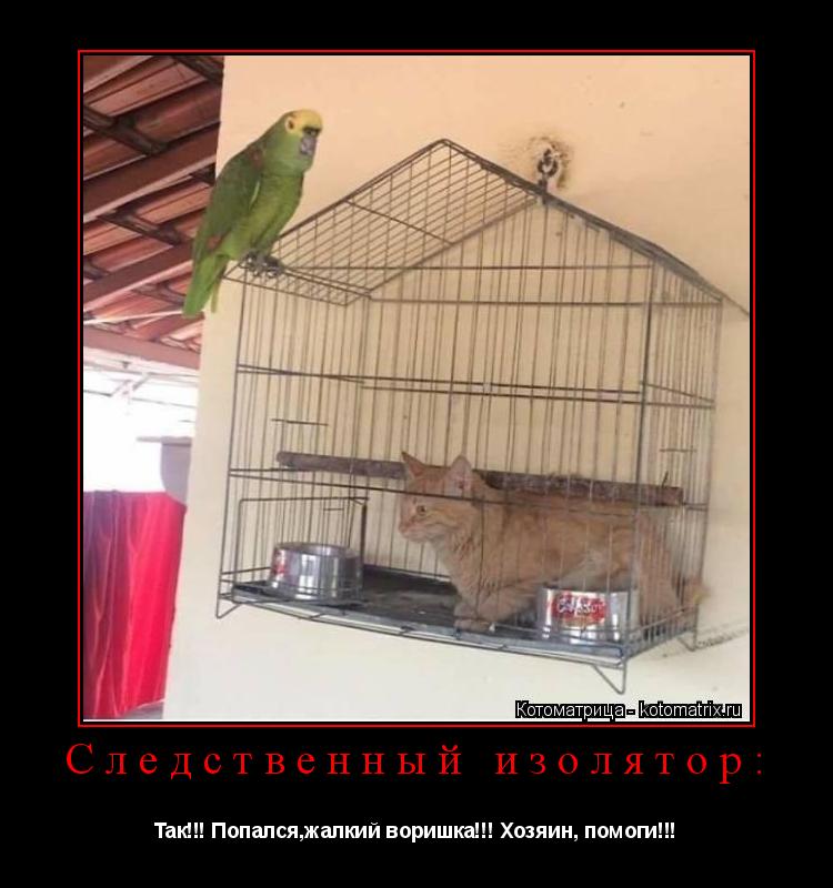 Следственный изолятор: Так!!! Попался,жалкий воришка!!! Хозяин, помоги!!!... Котоматрица: Следственный изолятор: Так!!! Попался,жалкий воришка!!! Хозяин, помоги!!!