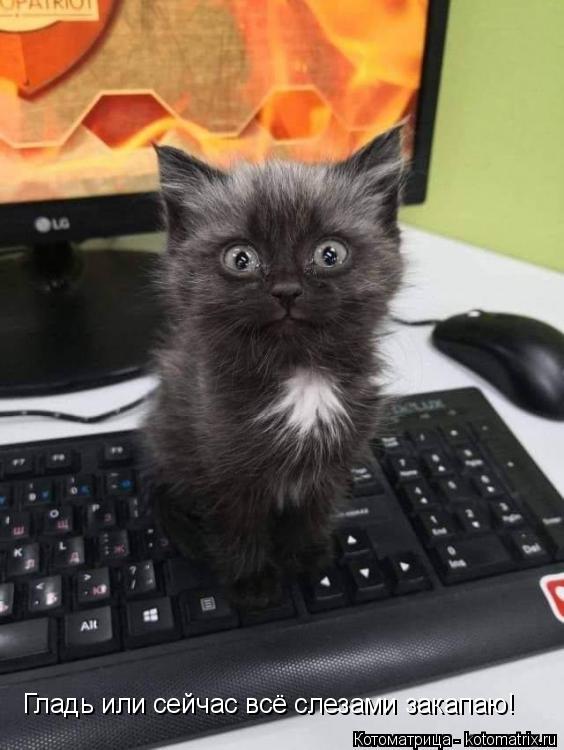 Котоматрица: Гладь или сейчас всё слезами закапаю!