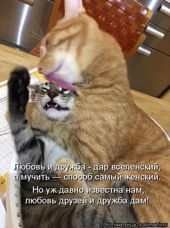 Любовь и дружба - дар вселенский, а мучить — способ самый женский. Но уж давно известна нам, любовь д... Котоматрица: Любовь и дружба - дар вселенский, а мучить — способ самый женский. Но уж давно известна нам, любовь друзей и дружба дам!