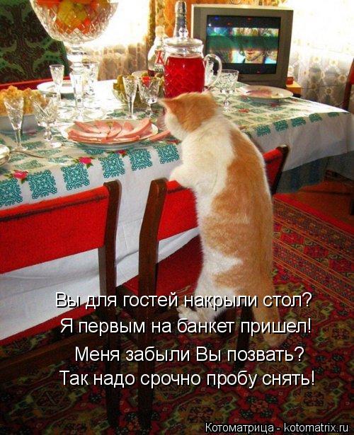 Так надо срочно пробу снять! Вы для гостей накрыли стол? Я первым на банкет пришел! Меня забыли Вы по... Котоматрица: Так надо срочно пробу снять! Вы для гостей накрыли стол? Я первым на банкет пришел! Меня забыли Вы позвать?