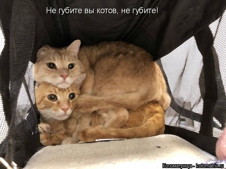 Не губите вы котов, не губите!... Котоматрица: Не губите вы котов, не губите!