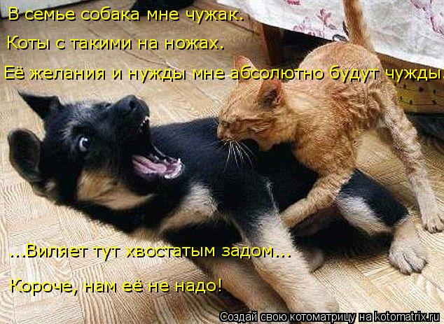В семье собака мне чужак. Коты с такими на ножах. Её желания и нужды мне абсолютно будут чужды. ...Ви... Котоматрица: В семье собака мне чужак. Коты с такими на ножах. Её желания и нужды мне абсолютно будут чужды. ...Виляет тут хвостатым задом... Короче, нам её н