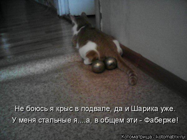 Котоматрица: У меня стальные я....а, в общем эти - Фаберже!  Не боюсь я крыс в подвале, да и Шарика уже.