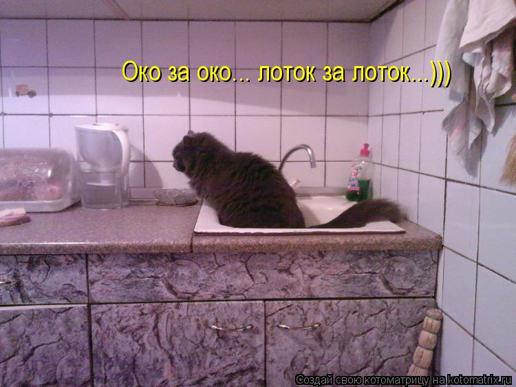 Котоматрица: Око за око... лоток за лоток...)))
