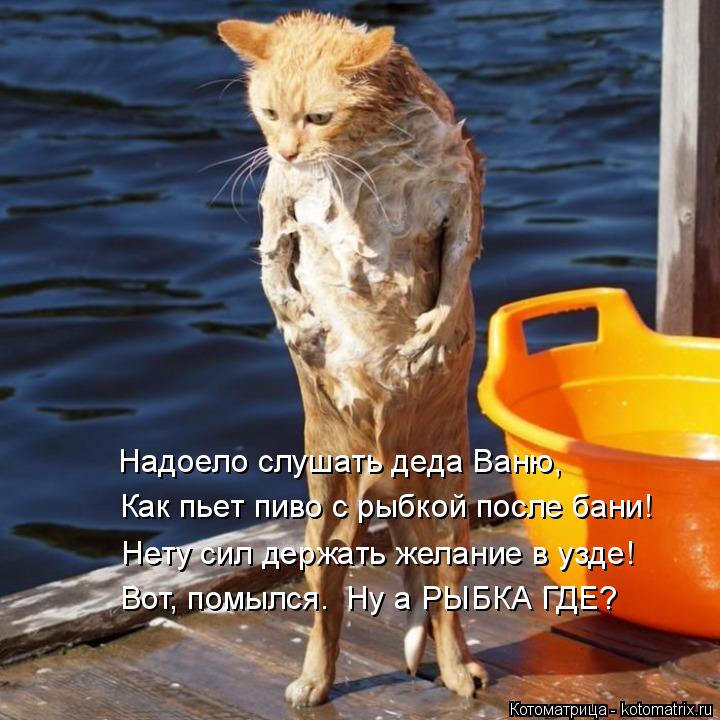 Котоматрица: Как пьет пиво с рыбкой после бани! Надоело слушать деда Ваню, Нету сил держать желание в узде! Вот, помылся.  Ну а РЫБКА ГДЕ?