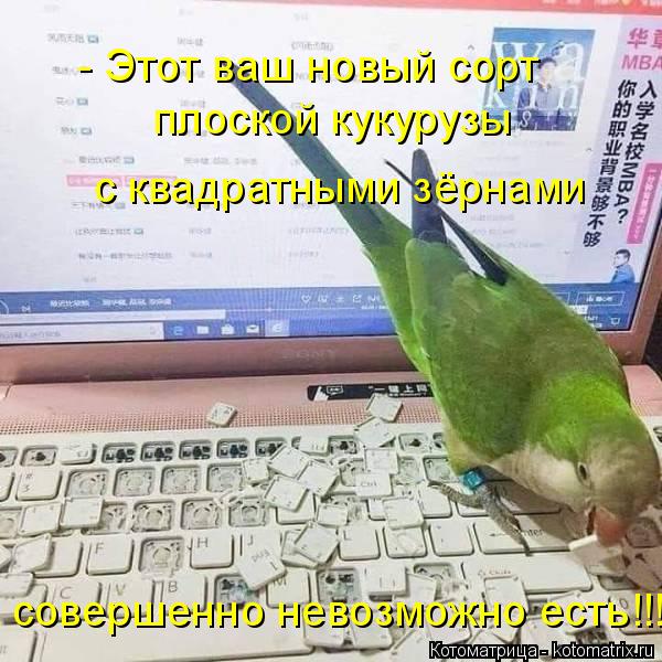 Котоматрица: плоской кукурузы   с квадратными зёрнами совершенно невозможно есть!!! - Этот ваш новый сорт