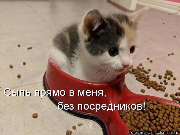 Сыпь прямо в меня, без посредников!... Котоматрица: Сыпь прямо в меня, без посредников!