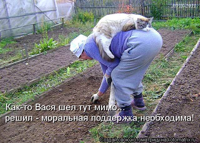 Как-то Вася шел тут мимо... решил - моральная поддержка необходима!... Котоматрица: Как-то Вася шел тут мимо... решил - моральная поддержка необходима!