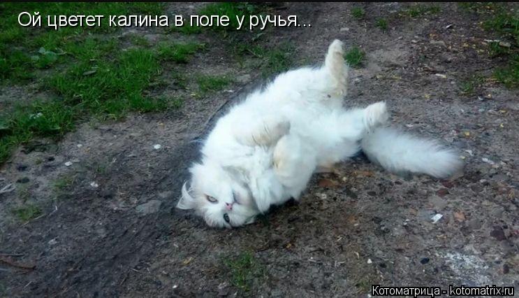 Котоматрица: Ой цветет калина в поле у ручья...