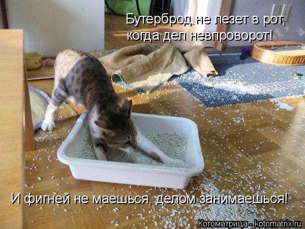 Бутерброд не лезет в рот, когда дел невпроворот! И фигней не маешься, делом занимаешься!... Котоматрица: Бутерброд не лезет в рот, когда дел невпроворот! И фигней не маешься, делом занимаешься!