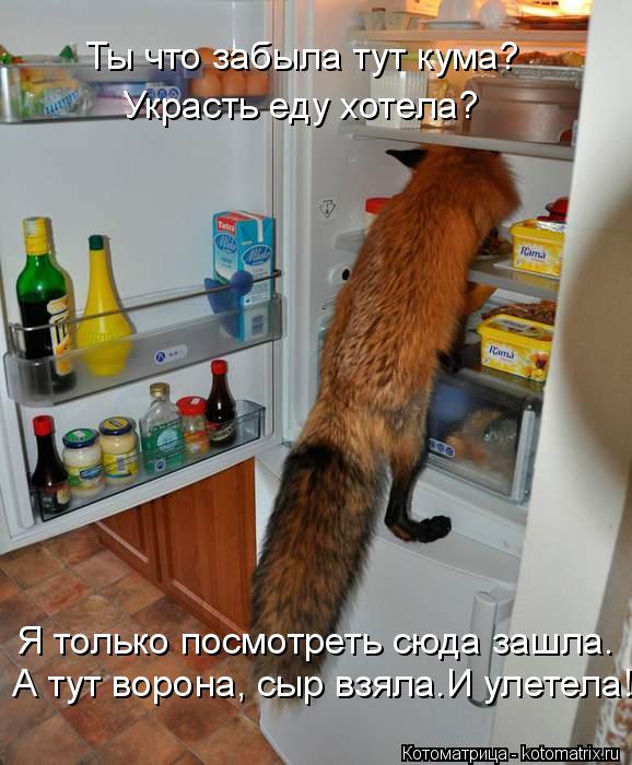 Ты что забыла тут кума? Украсть еду хотела? Я только посмотреть сюда зашла. А тут ворона, сыр взяла.... Котоматрица: Ты что забыла тут кума? Украсть еду хотела? Я только посмотреть сюда зашла. А тут ворона, сыр взяла.И улетела!