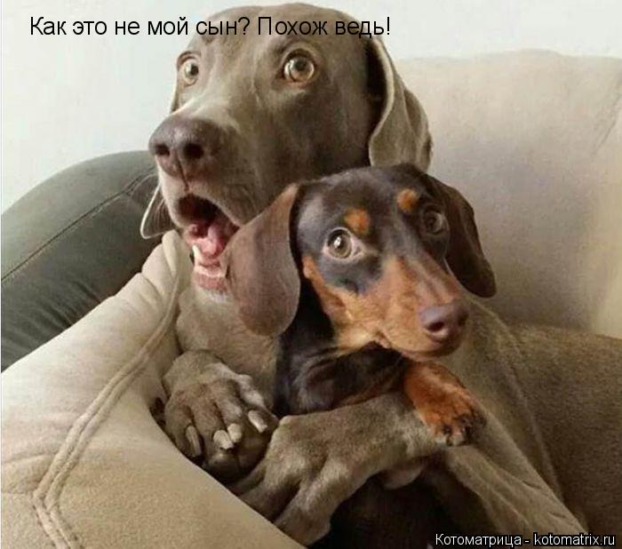 Как это не мой сын? Похож ведь!... Котоматрица: Как это не мой сын? Похож ведь!