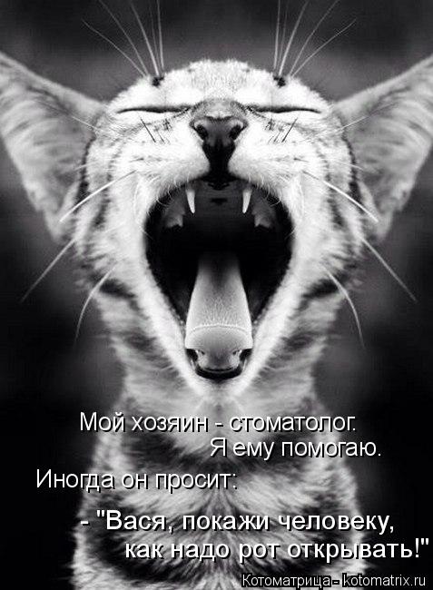 Мой хозяин - стоматолог. Я ему помогаю. Иногда он просит: - "Вася, покажи человеку, как надо рот откр... Котоматрица: Мой хозяин - стоматолог. Я ему помогаю. Иногда он просит: - "Вася, покажи человеку, как надо рот открывать!"