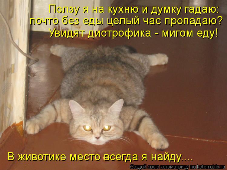 Ползу я на кухню и думку гадаю: почто без еды целый час пропадаю? Увидят дистрофика - мигом еду! В жи... Котоматрица: Ползу я на кухню и думку гадаю: почто без еды целый час пропадаю? Увидят дистрофика - мигом еду! В животике место всегда я найду....