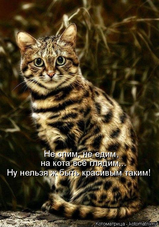 Не спим, не едим, на кота всё глядим... Ну нельзя ж быть красивым таким!... Котоматрица: Не спим, не едим, на кота всё глядим... Ну нельзя ж быть красивым таким!