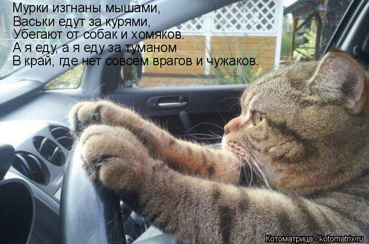 Мурки изгнаны мышами, Васьки едут за курями, Убегают от собак и хомяков. А я еду, а я еду за туманом ... Котоматрица: Мурки изгнаны мышами, Васьки едут за курями, Убегают от собак и хомяков. А я еду, а я еду за туманом В край, где нет совсем врагов и чужаков.