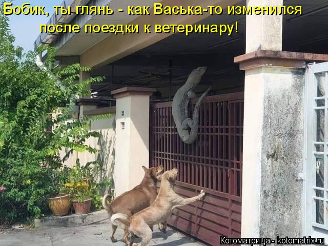 Бобик, ты глянь - как Васька-то изменился после поездки к ветеринару!... Котоматрица: Бобик, ты глянь - как Васька-то изменился после поездки к ветеринару!
