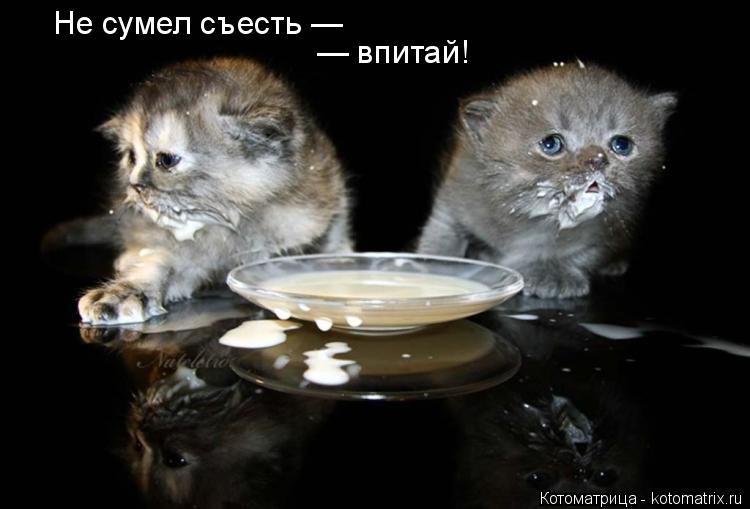 Не сумел съесть — — впитай!... Котоматрица: Не сумел съесть — — впитай!