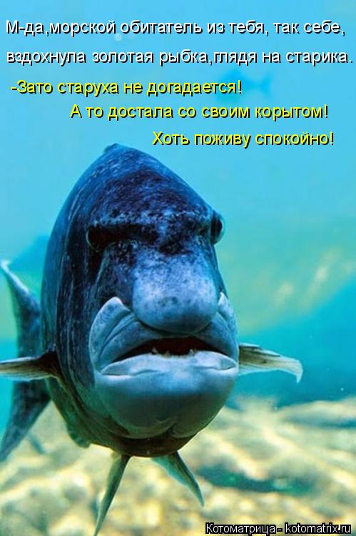М-да,морской обитатель из тебя, так себе, вздохнула золотая рыбка,глядя на старика. -Зато старуха не ... Котоматрица: М-да,морской обитатель из тебя, так себе, вздохнула золотая рыбка,глядя на старика. -Зато старуха не догадается! А то достала со своим корыто?