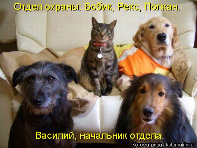 Отдел охраны: Бобик, Рекс, Полкан. Василий, начальник отдела.... Котоматрица: Отдел охраны: Бобик, Рекс, Полкан. Василий, начальник отдела.