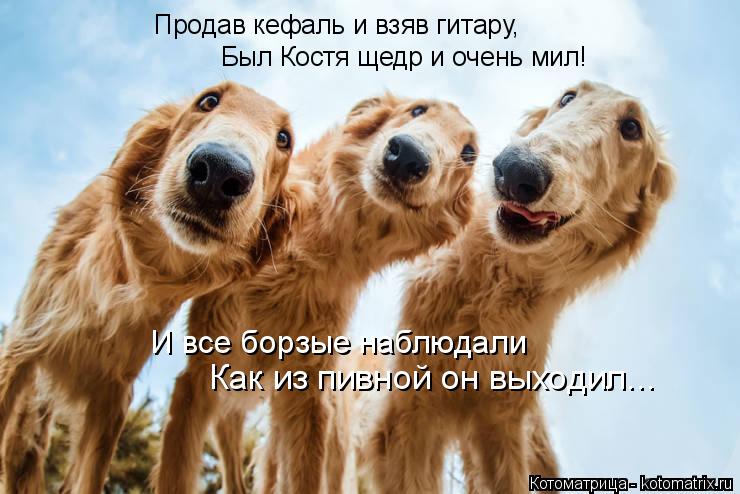 Котоматрица: И все борзые наблюдали Как из пивной он выходил... Продав кефаль и взяв гитару, Был Костя щедр и очень мил!