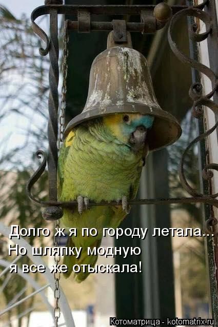 Котоматрица: Долго ж я по городу летала... Но шляпку модную я все же отыскала!