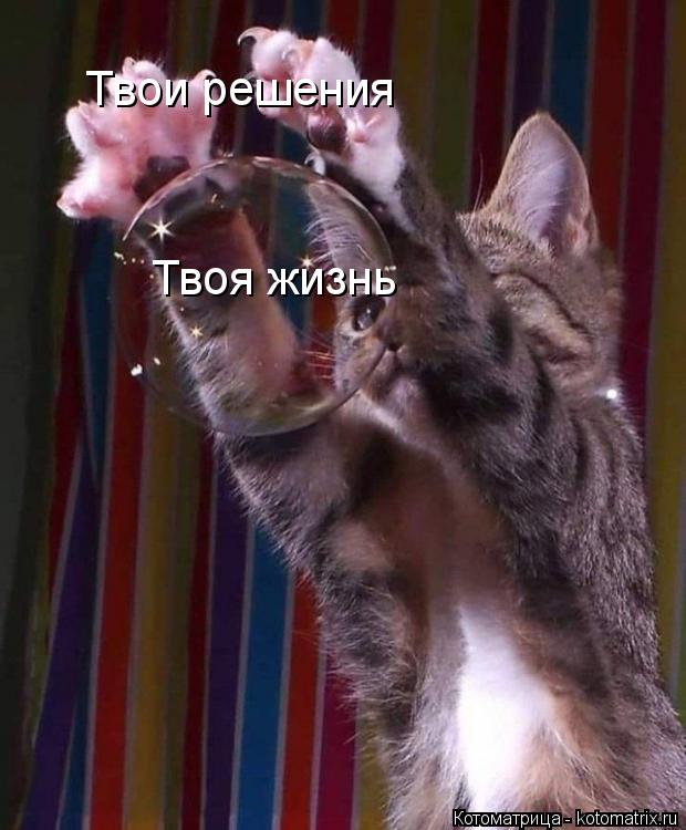 Котоматрица: Твоя жизнь Твои решения