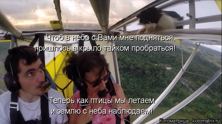 Котоматрица: Чтоб в небо с Вами мне подняться, пришлось в крыло тайком пробраться! Теперь как птицы мы летаем и землю с неба наблюдаем!