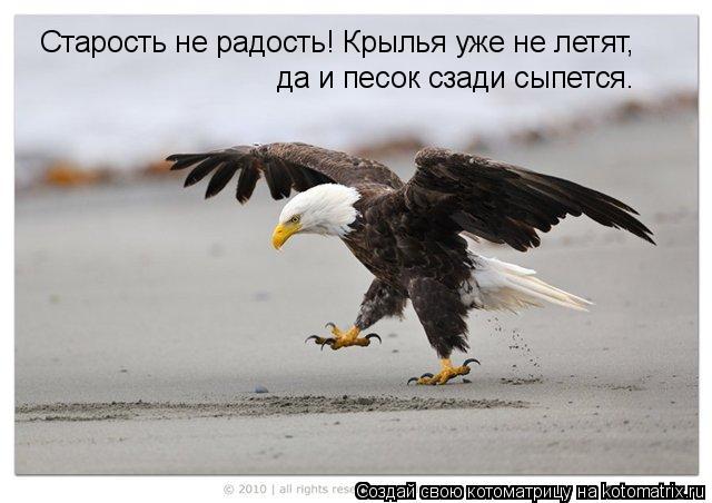 Котоматрица: Старость не радость! Крылья уже не летят, да и песок сзади сыпется.