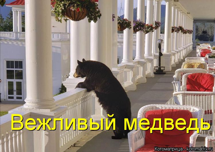Котоматрица: Вежливый медведь