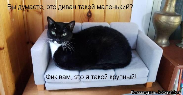 Котоматрица: Вы думаете, это диван такой маленький? Фик вам, это я такой крупный!