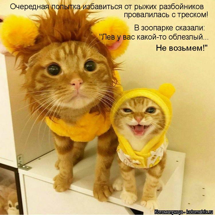 Котоматрица: Очередная попытка избавиться от рыжих разбойников провалилась с треском! "Лев у вас какой-то облезлый... В зоопарке сказали: Не возьмем!"