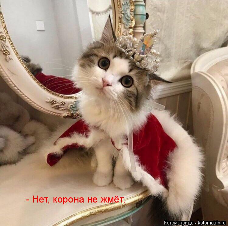 - Нет, корона не жмёт.... Котоматрица: - Нет, корона не жмёт.