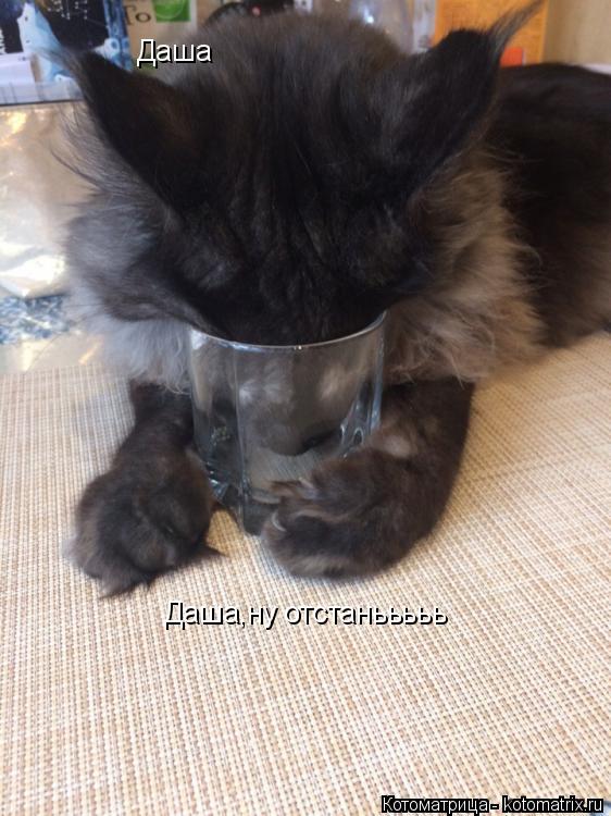 Котоматрица: Даша Даша,ну отстанььььь