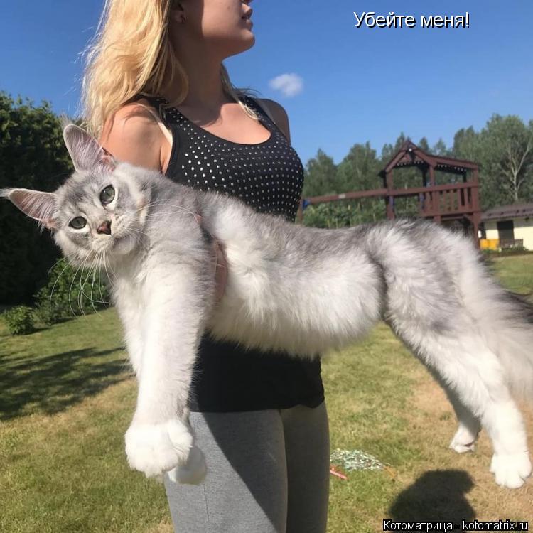 Котоматрица: Убейте меня!