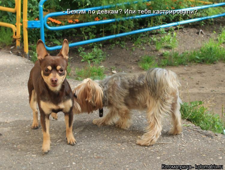 Котоматрица: - Бежим по девкам? Или тебя кастрировали?