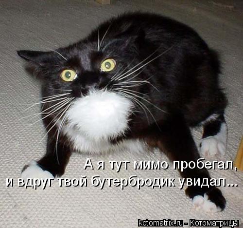 Котоматрица: А я тут мимо пробегал,  и вдруг твой бутербродик увидал...